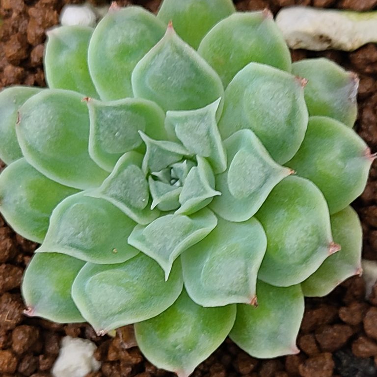 多肉仙人交易所