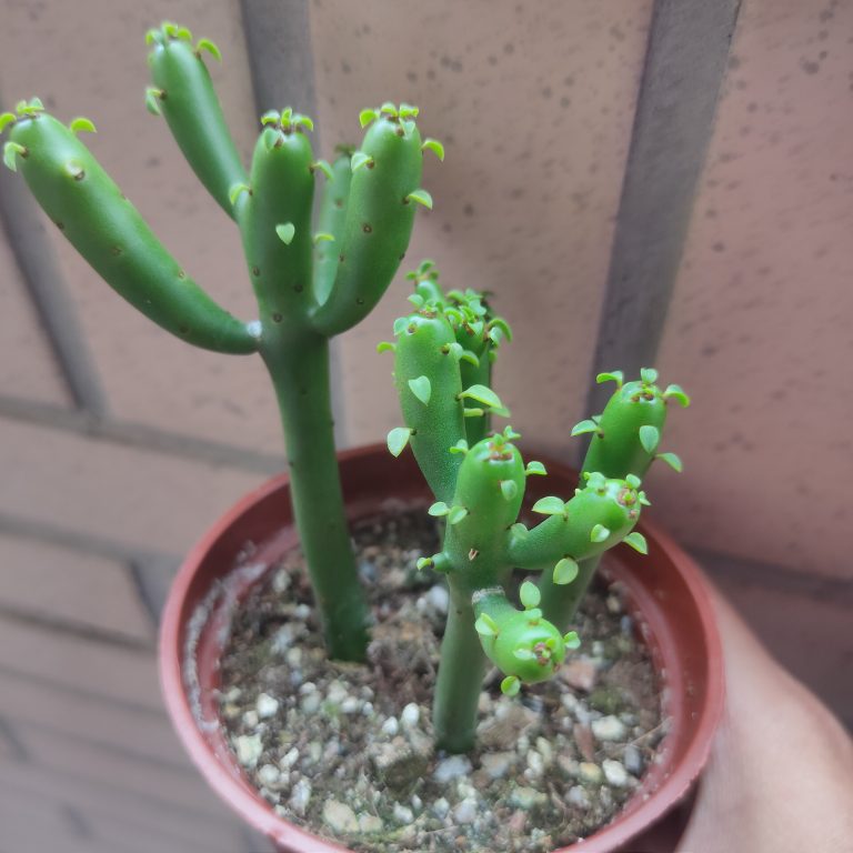 多肉仙人交易所