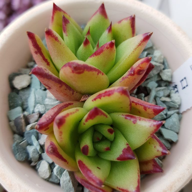 多肉仙人交易所