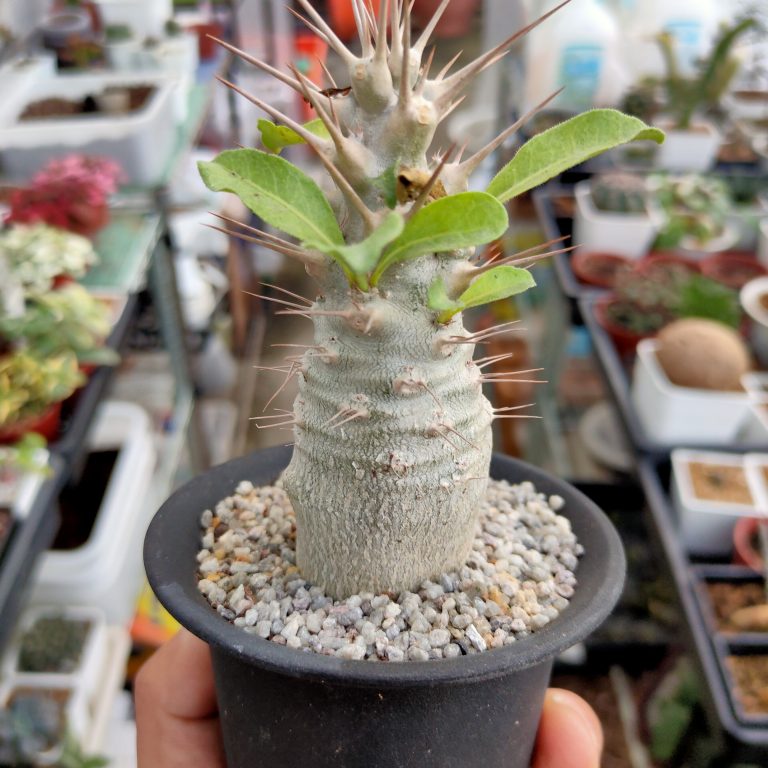 多肉仙人交易所