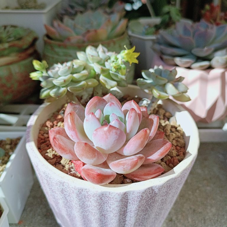 多肉仙人交易所