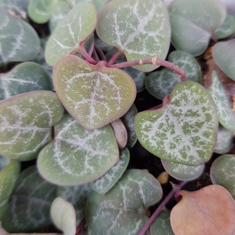 多肉仙人交易所