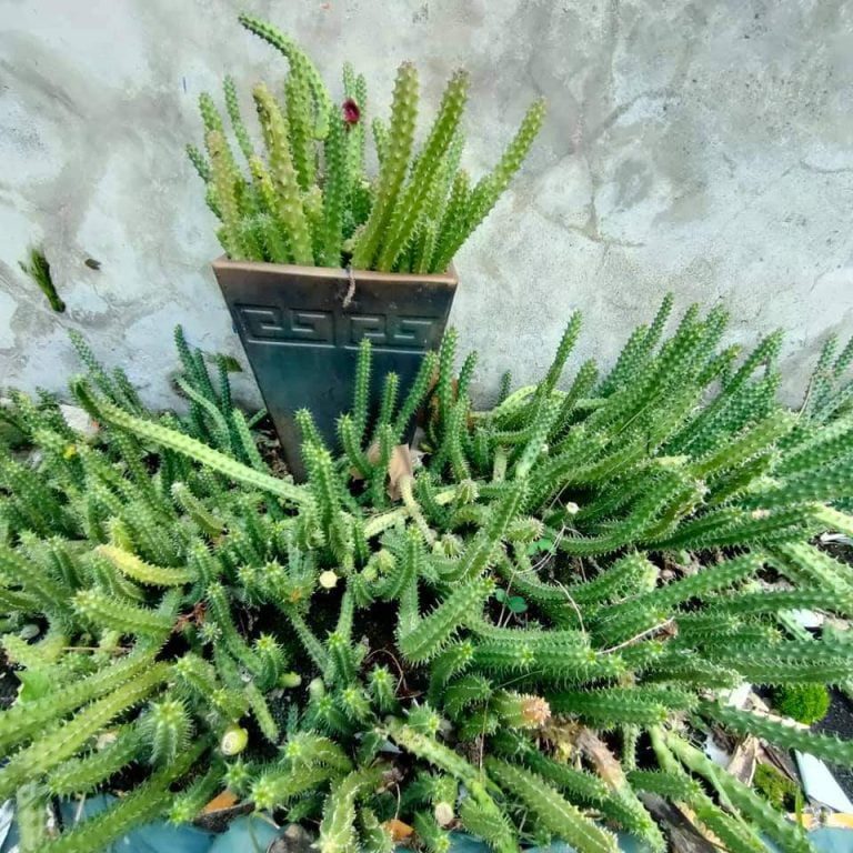 多肉仙人交易所