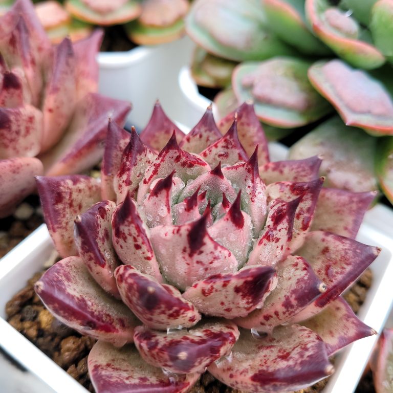 多肉仙人交易所