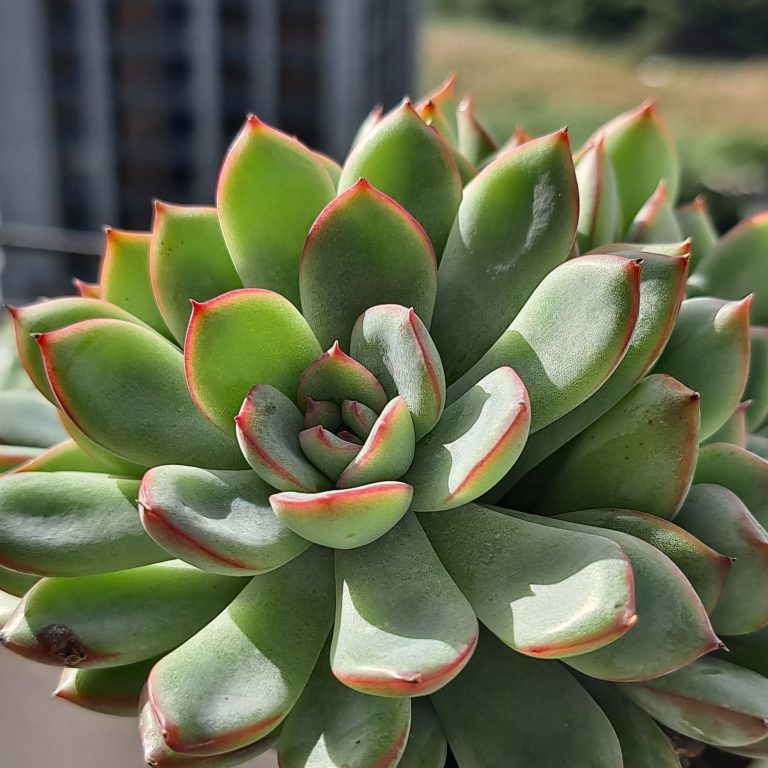 多肉仙人交易所