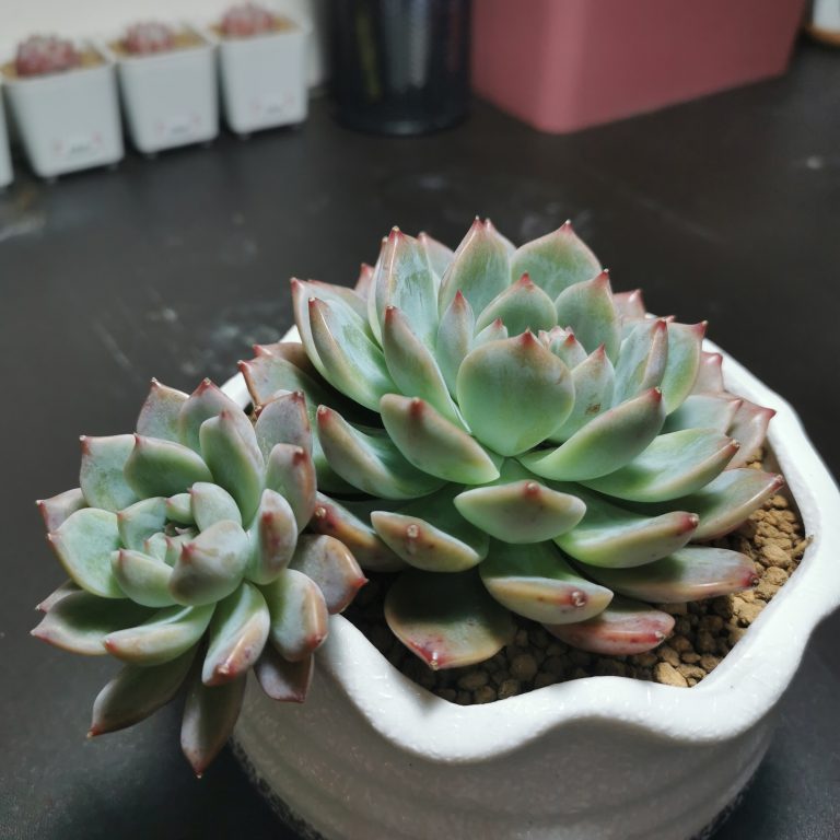 多肉仙人交易所