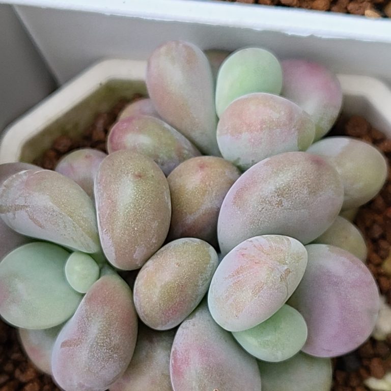 多肉仙人交易所