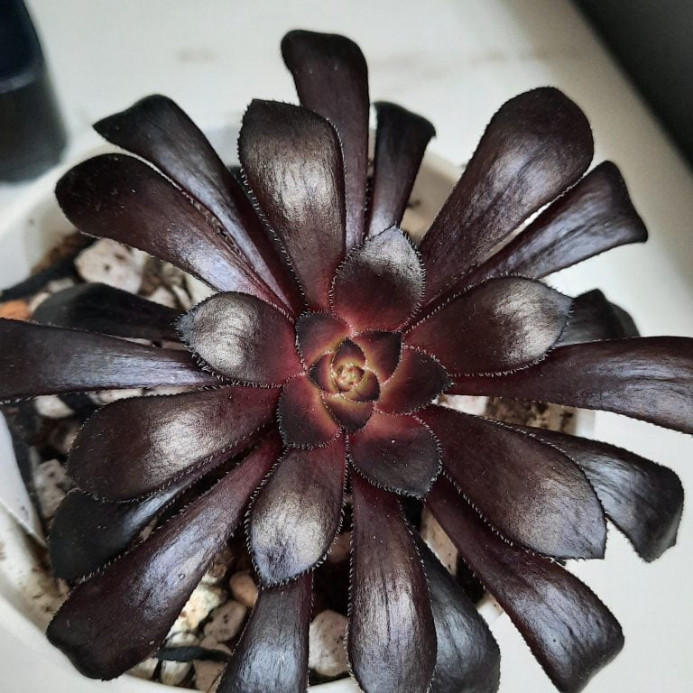 多肉仙人交易所