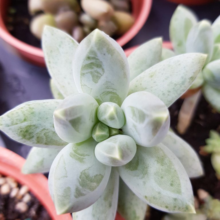 多肉仙人交易所