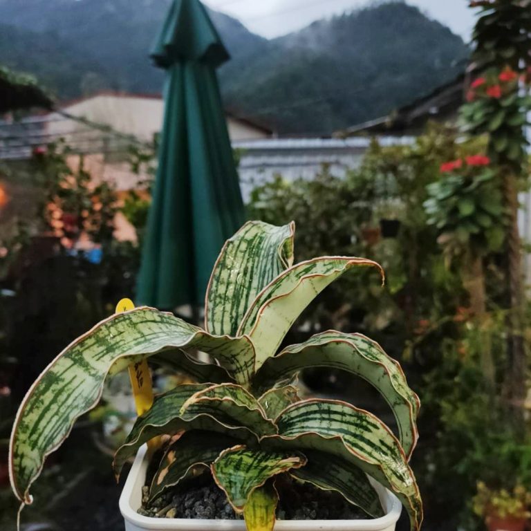 多肉仙人交易所