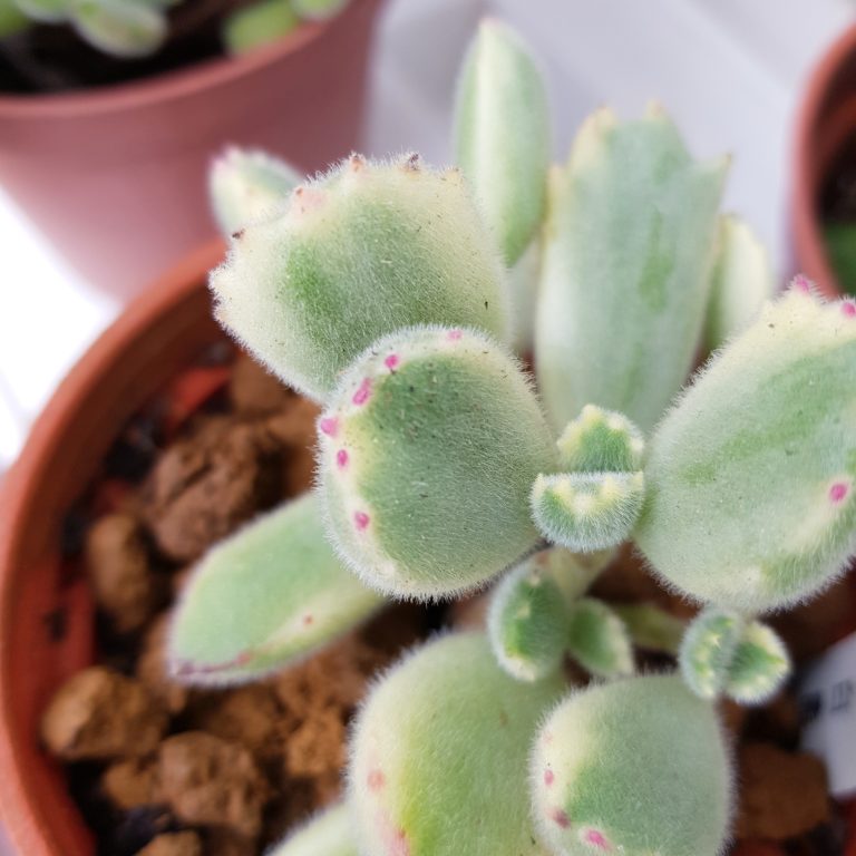 多肉仙人交易所