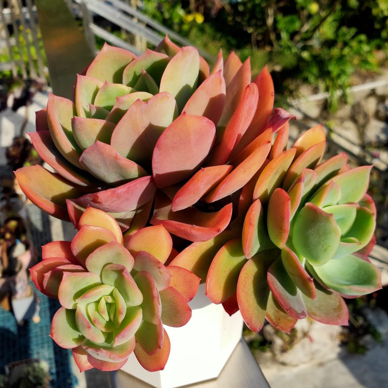 多肉仙人交易所