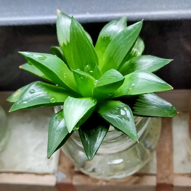 多肉仙人交易所