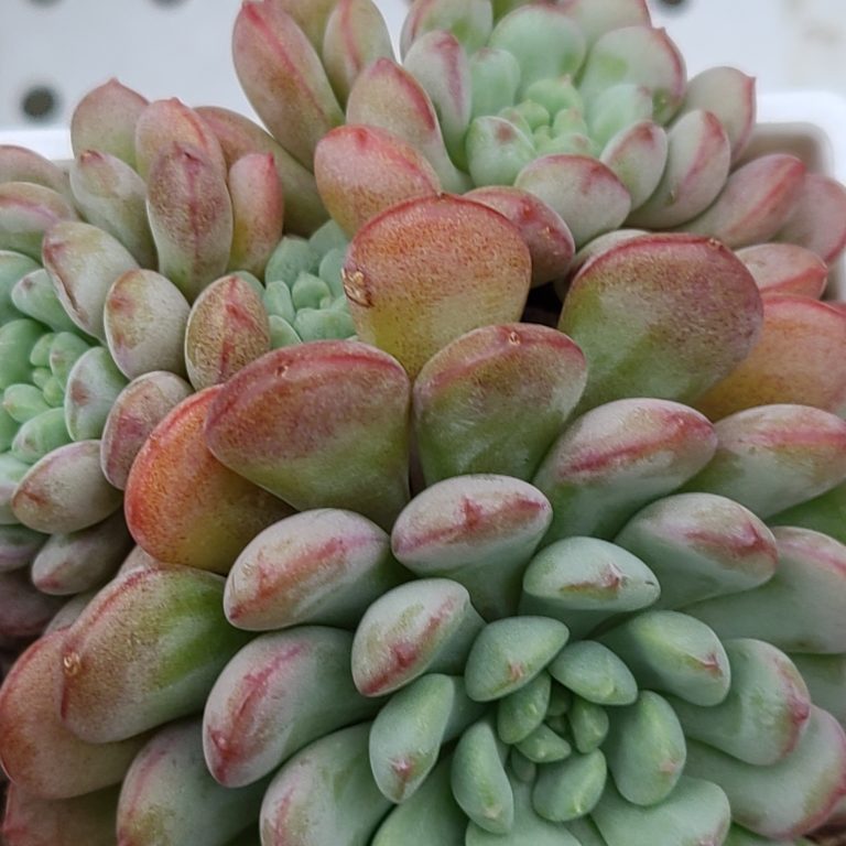 多肉仙人交易所