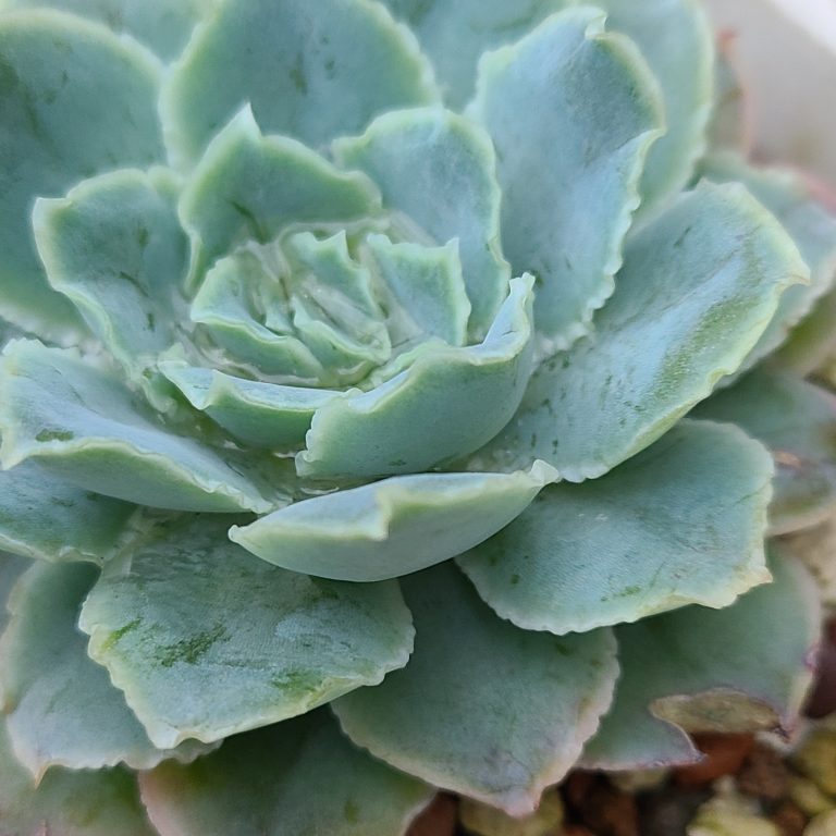 多肉仙人交易所