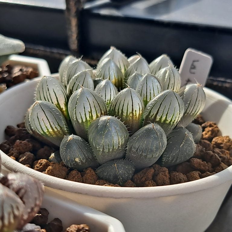 多肉仙人交易所