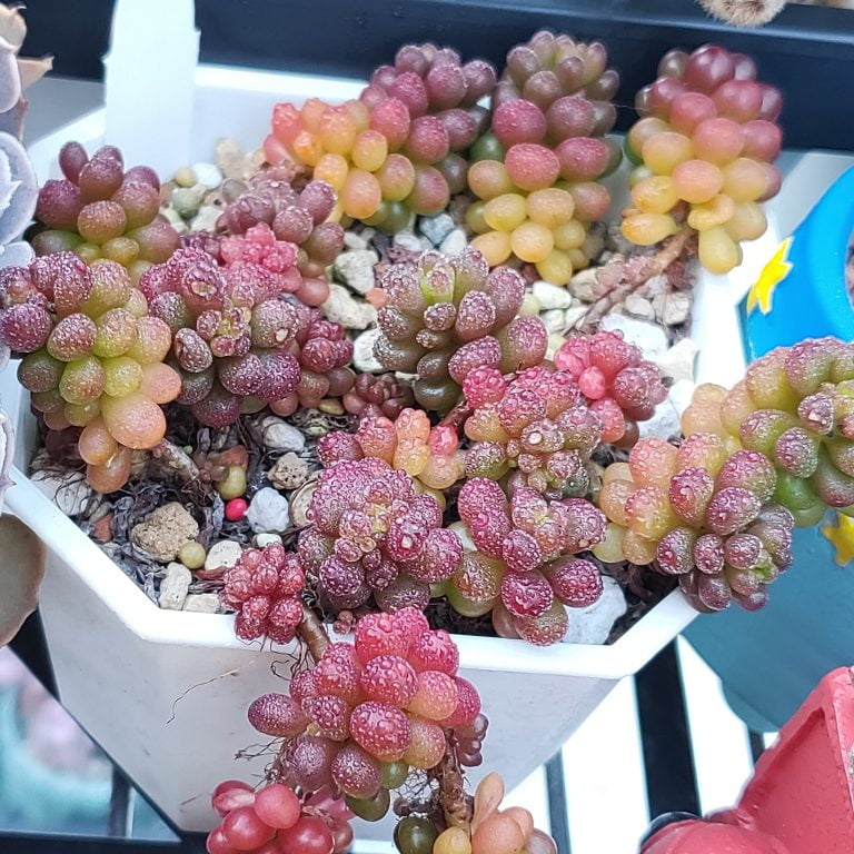 多肉仙人交易所