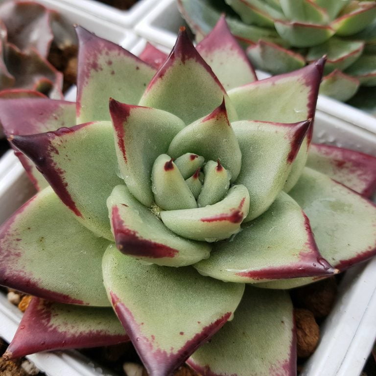 多肉仙人交易所