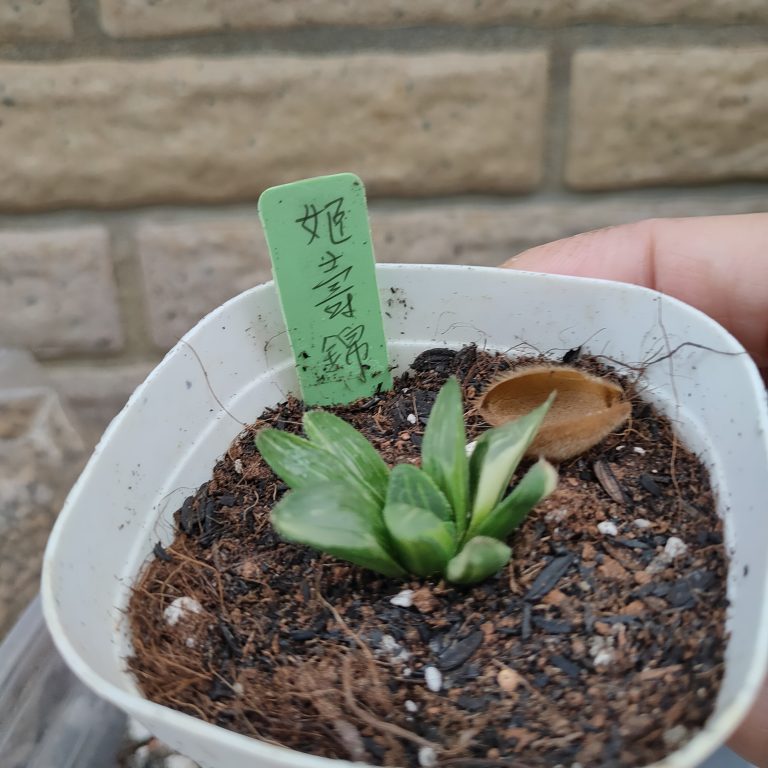 多肉仙人交易所