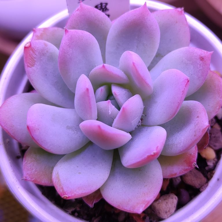 多肉仙人交易所