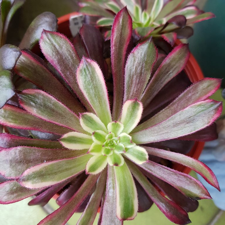 多肉仙人交易所