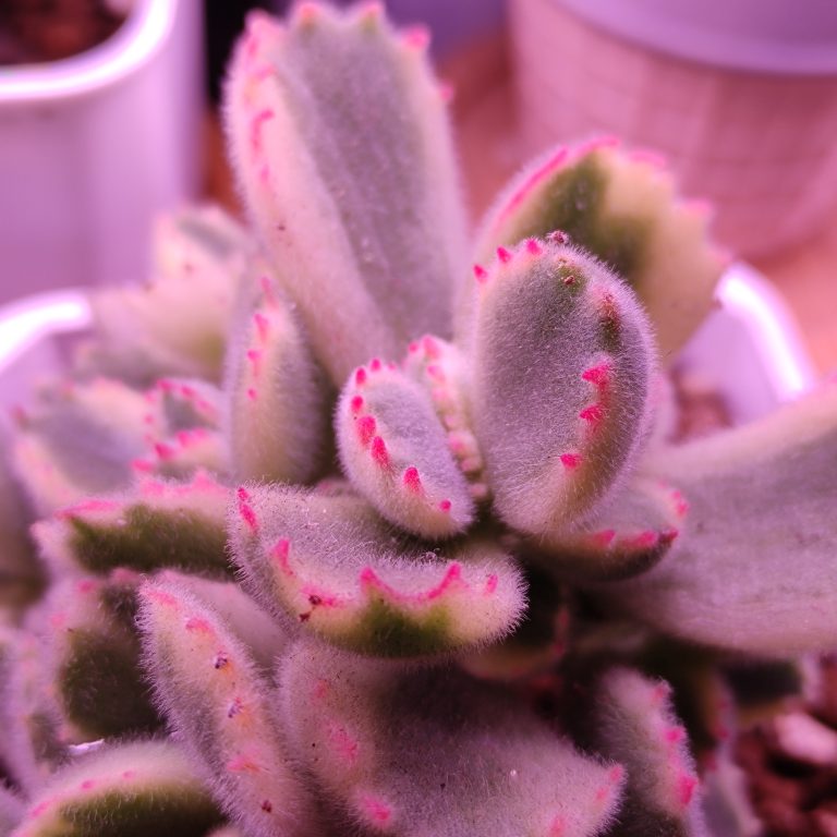 多肉仙人交易所