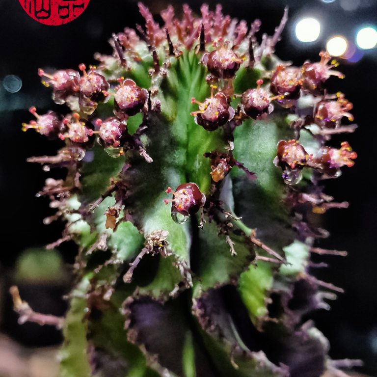 多肉仙人交易所