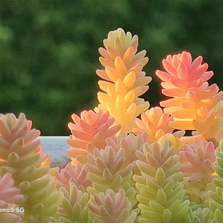 多肉仙人交易所