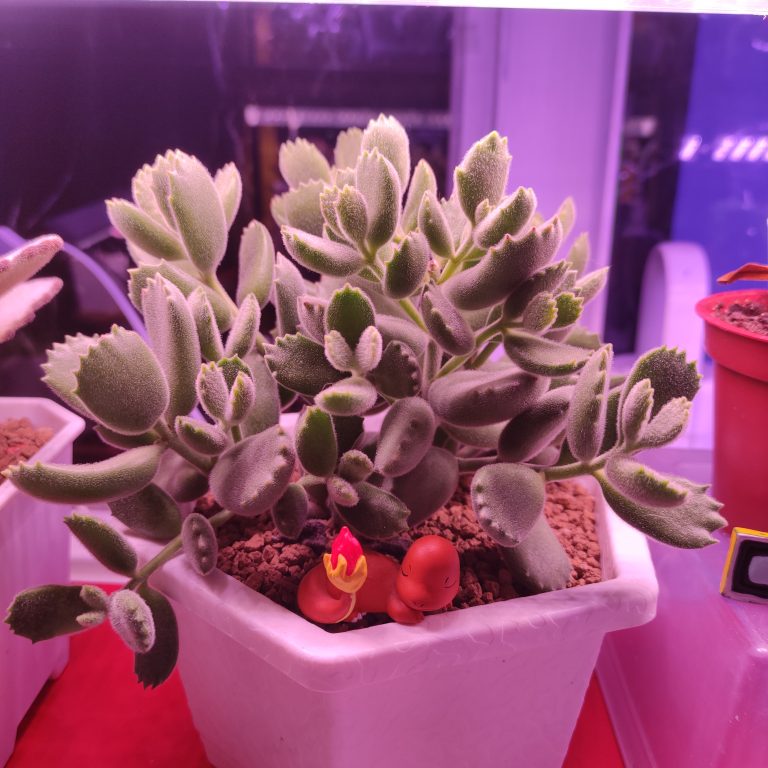 多肉仙人交易所