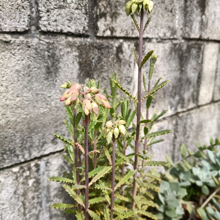 多肉仙人交易所