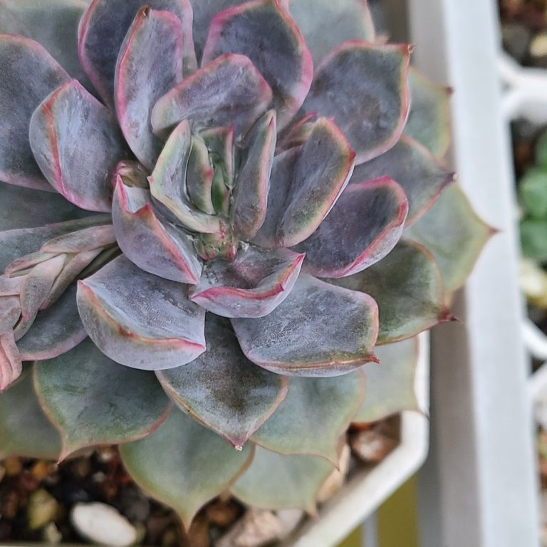 多肉仙人交易所