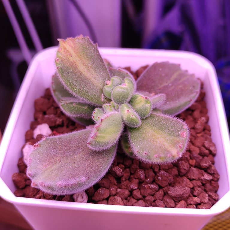 多肉仙人交易所