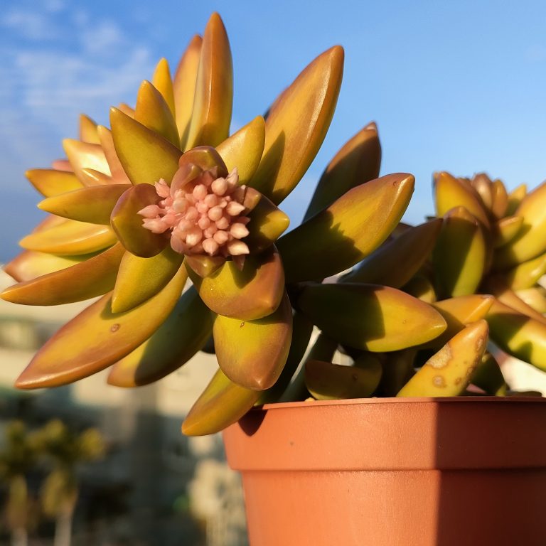 多肉仙人交易所