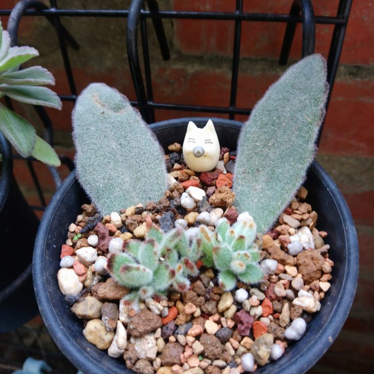 多肉仙人交易所