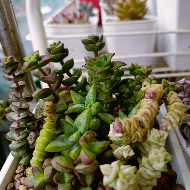 多肉仙人交易所