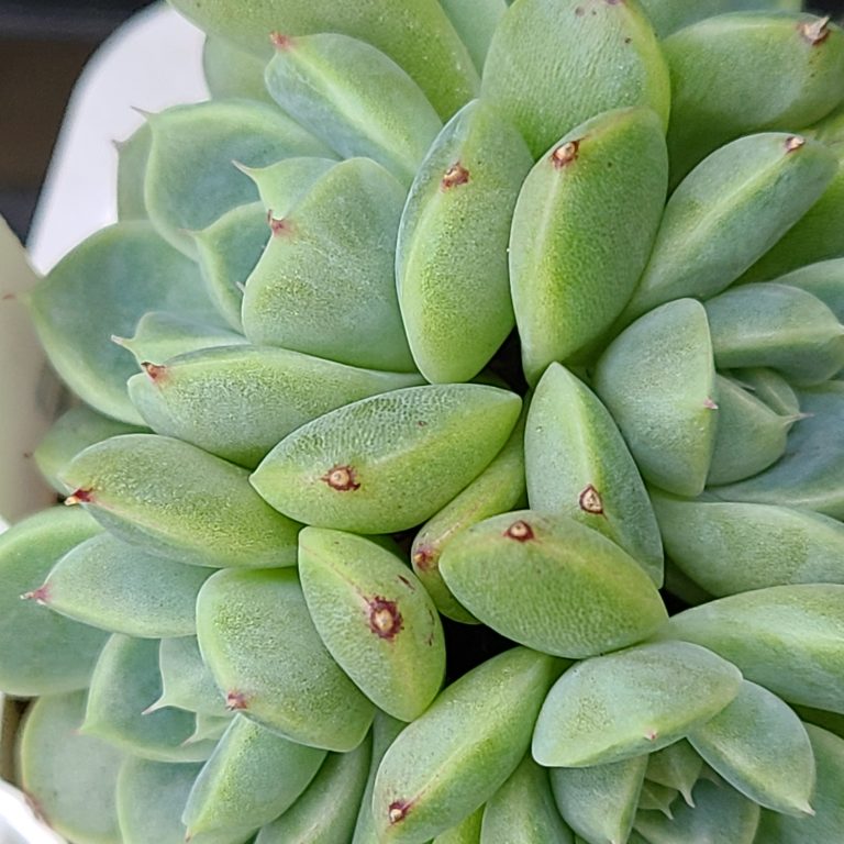 多肉仙人交易所