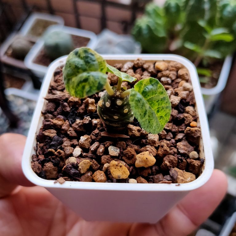 多肉仙人交易所