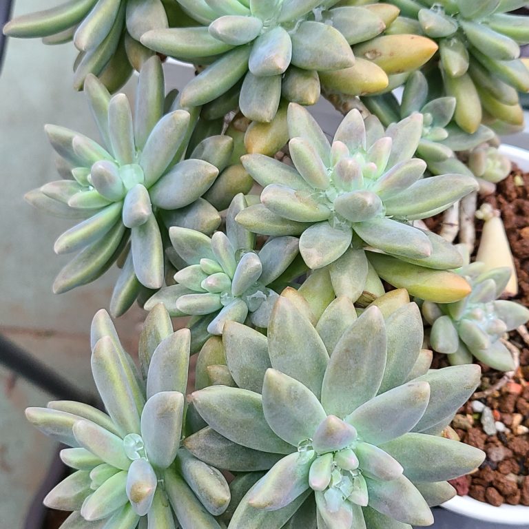 多肉仙人交易所