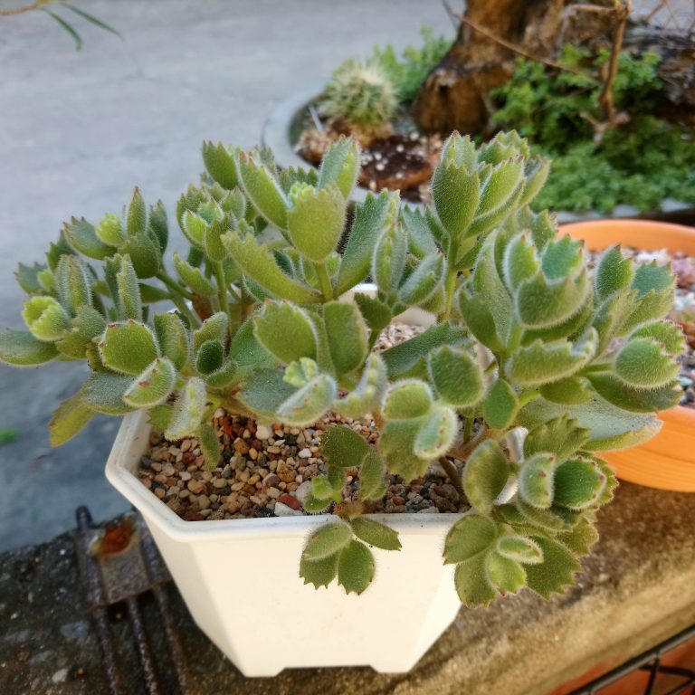 多肉仙人交易所