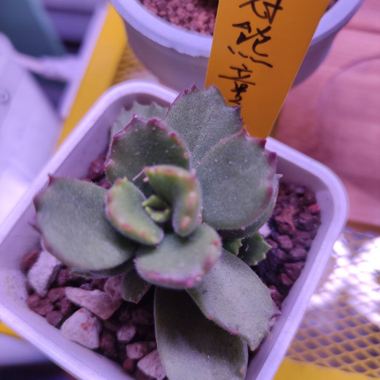 多肉仙人交易所