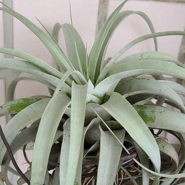 多肉仙人交易所