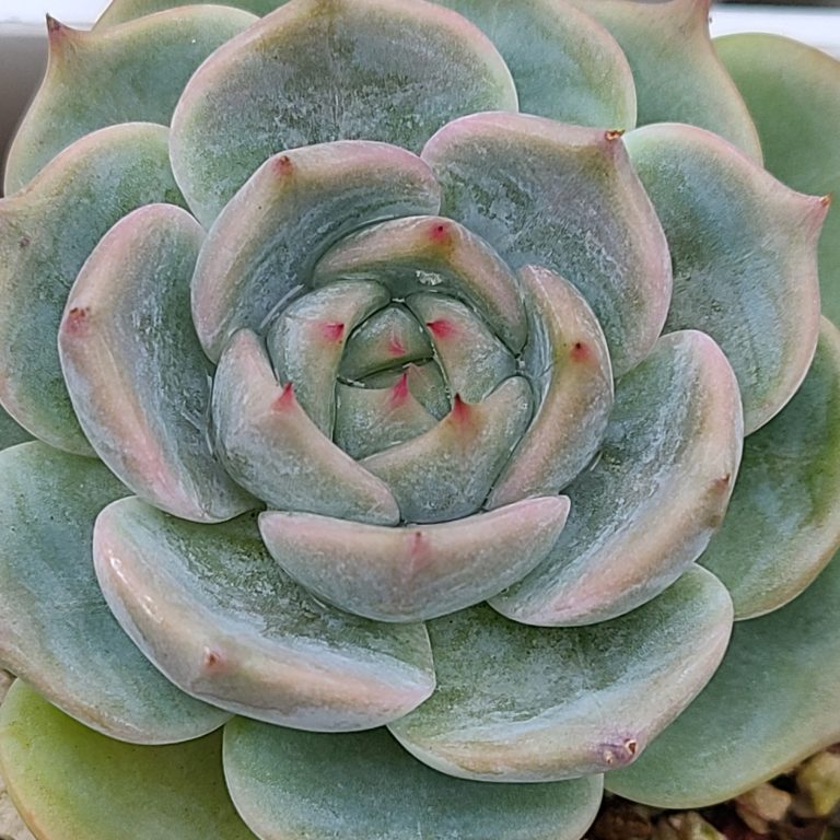 多肉仙人交易所