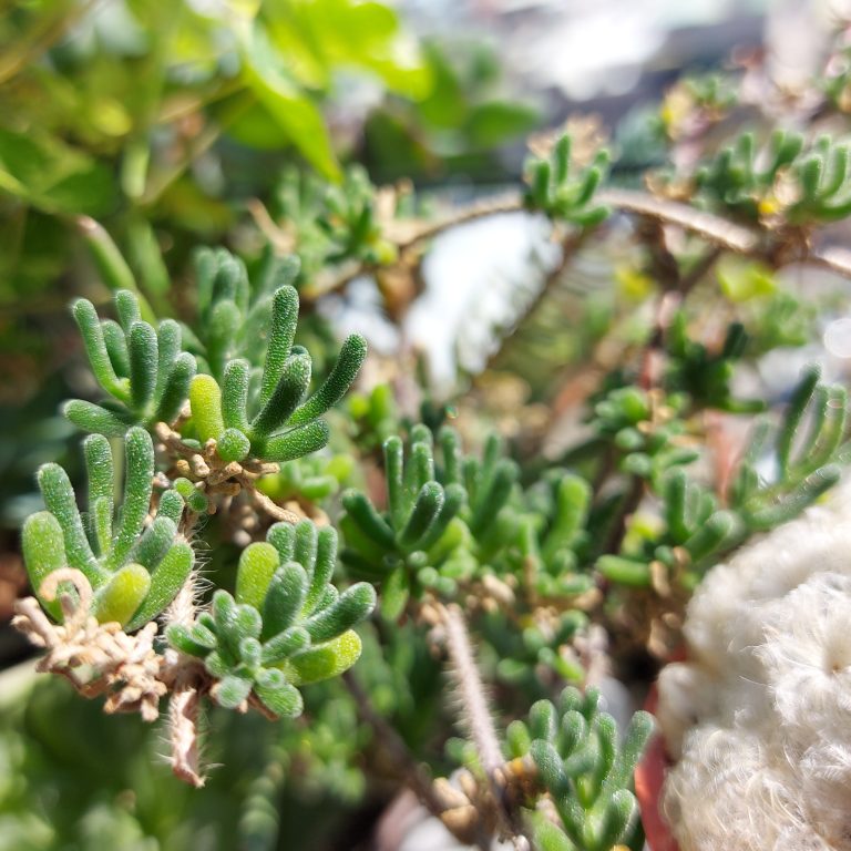 多肉仙人交易所