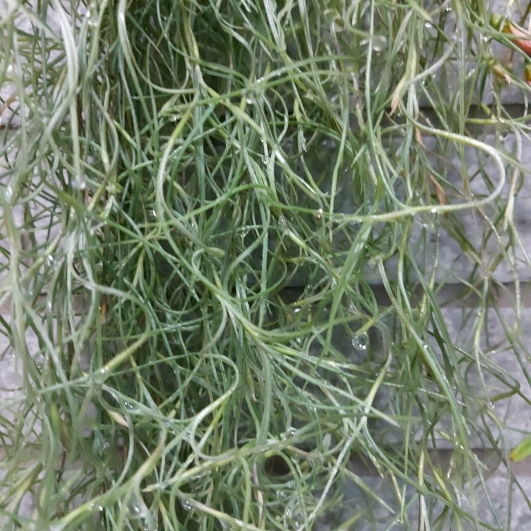 多肉仙人交易所