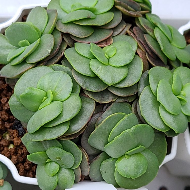 多肉仙人交易所