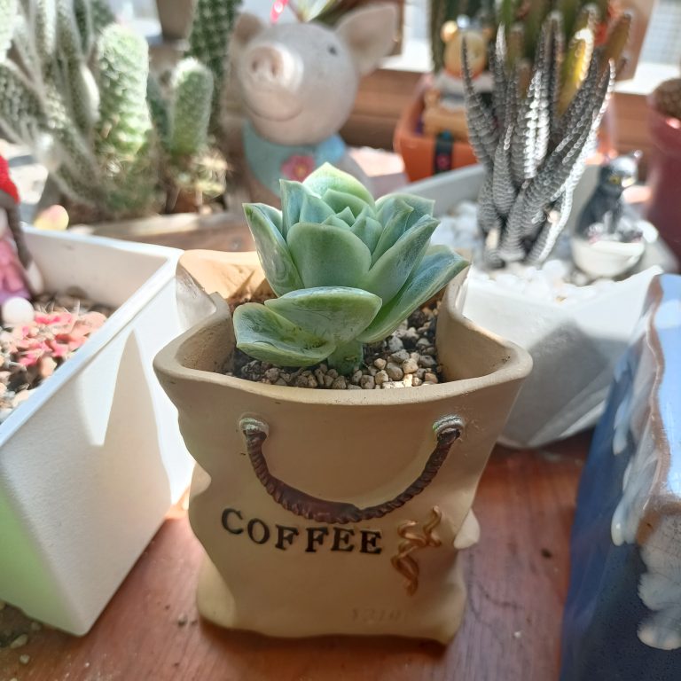 多肉仙人交易所