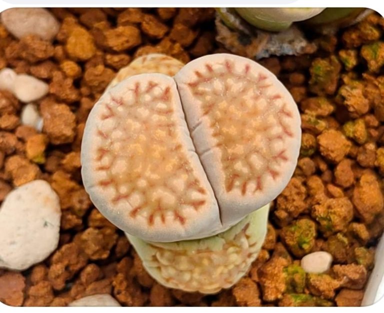 多肉仙人交易所