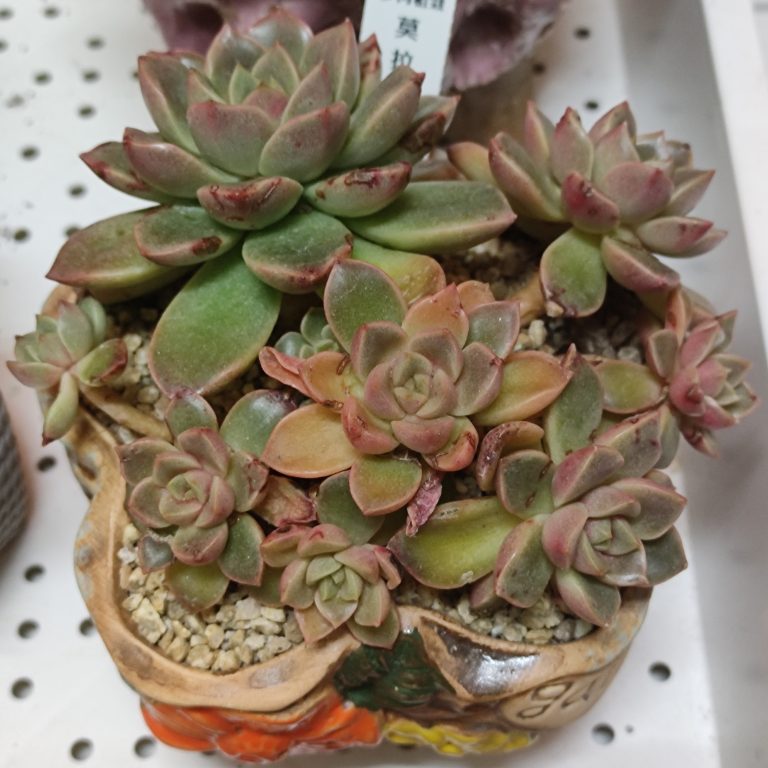 多肉仙人交易所