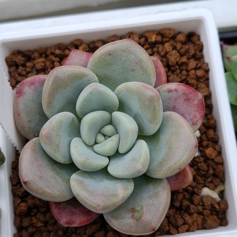 多肉仙人交易所