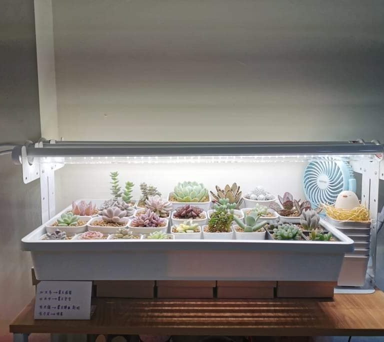 多肉仙人交易所